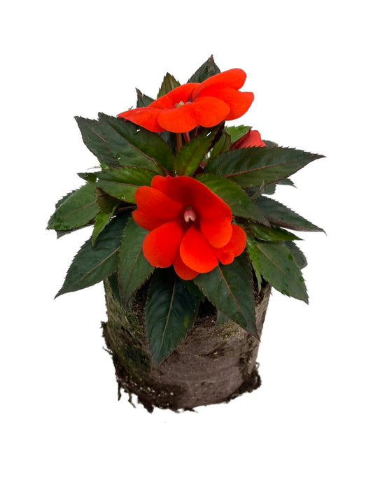 Sunpatiens 'Compact Orange' - The Garden Corner