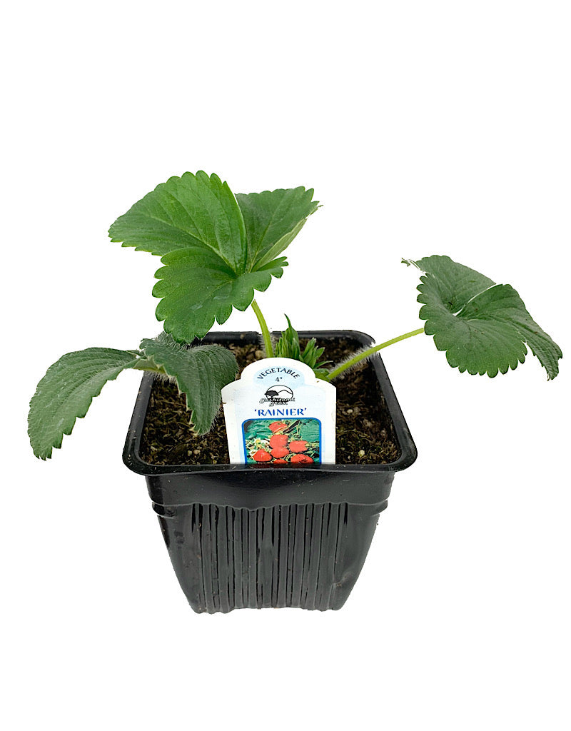 Strawberry 'Rainier'  4 Inch