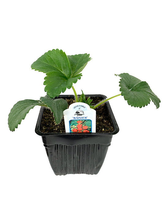 Strawberry 'Rainier'  4 Inch