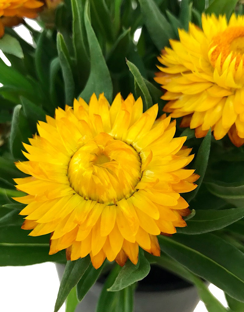 Bracteantha 'Cottage Yellow' - Quart