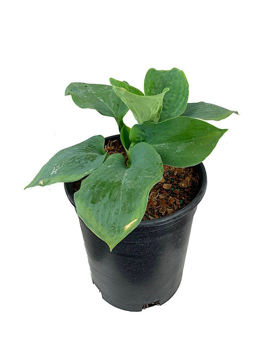 Hosta Sielboldiana 'Elegans' - The Garden Corner