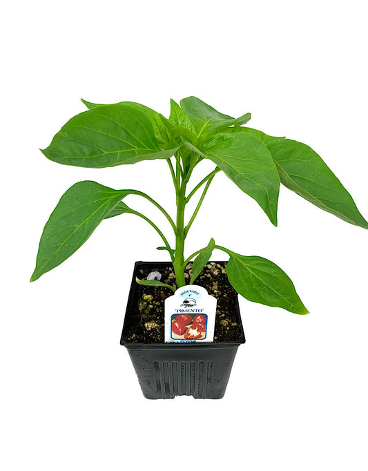 Pepper 'Pimento' 4 inch