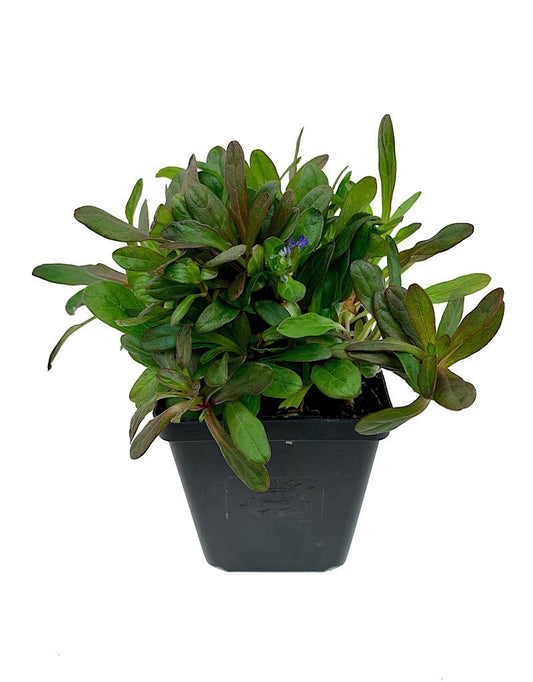 Ajuga 'Chocolate Chip' 4 Inch - The Garden Corner