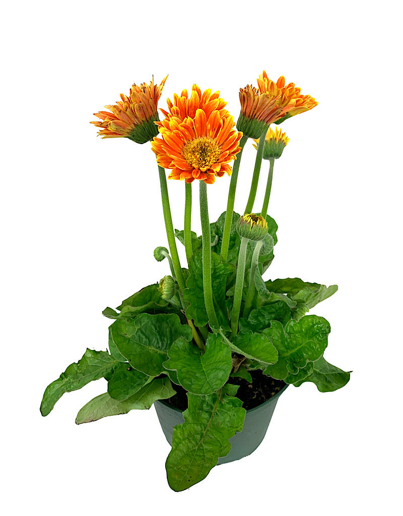 Gerbera g. 'Sweet Caroline' 1 Gallon
