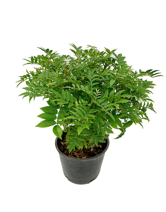 Millettia j. 'Hime Fuji' Bonsai  4 inch