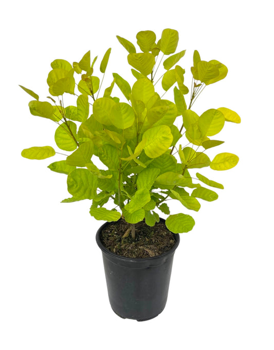 Cotinus coggygria 'Golden Spirit' - The Garden Corner