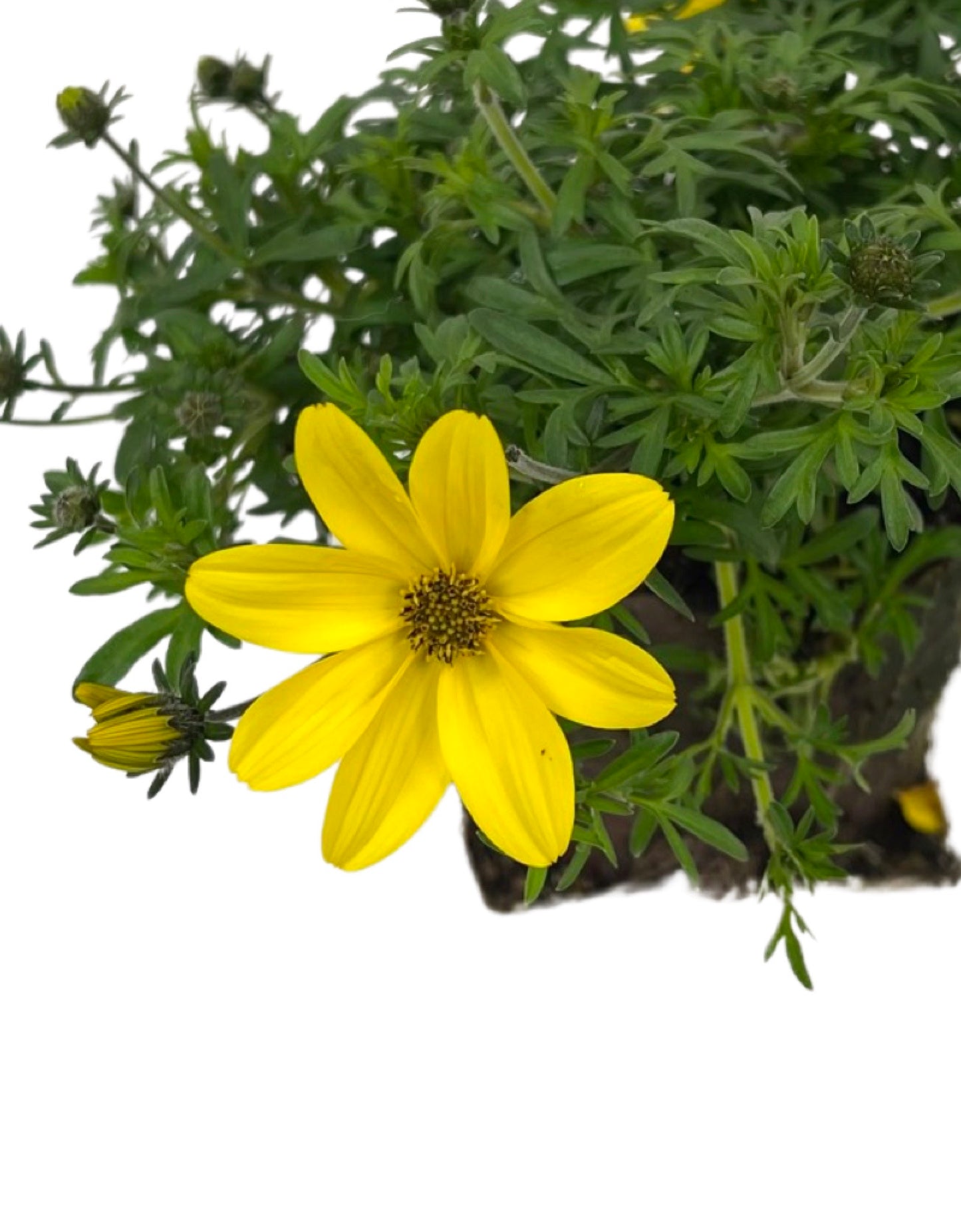 Bidens 'Bidy Gonzales Big'