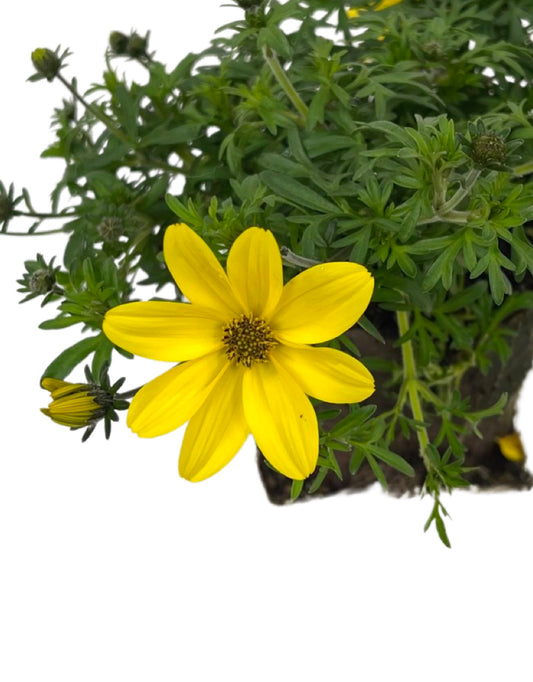 Bidens 'Bidy Gonzales Big'