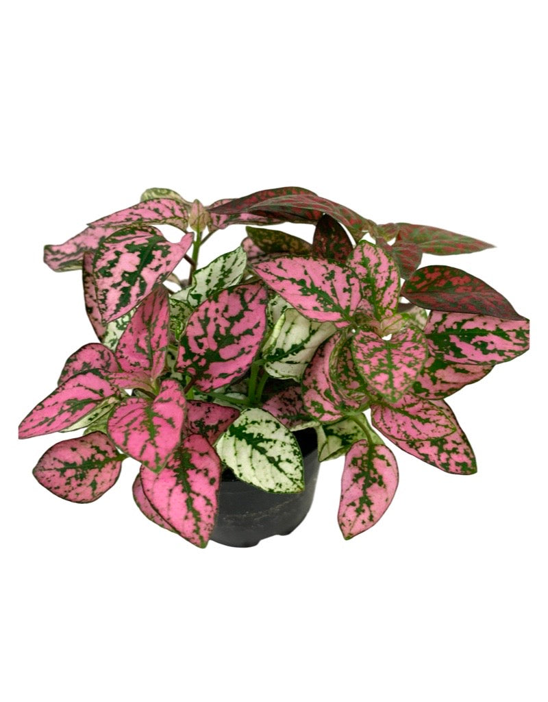 Hypoestes mixed 'Red/White/Pink'