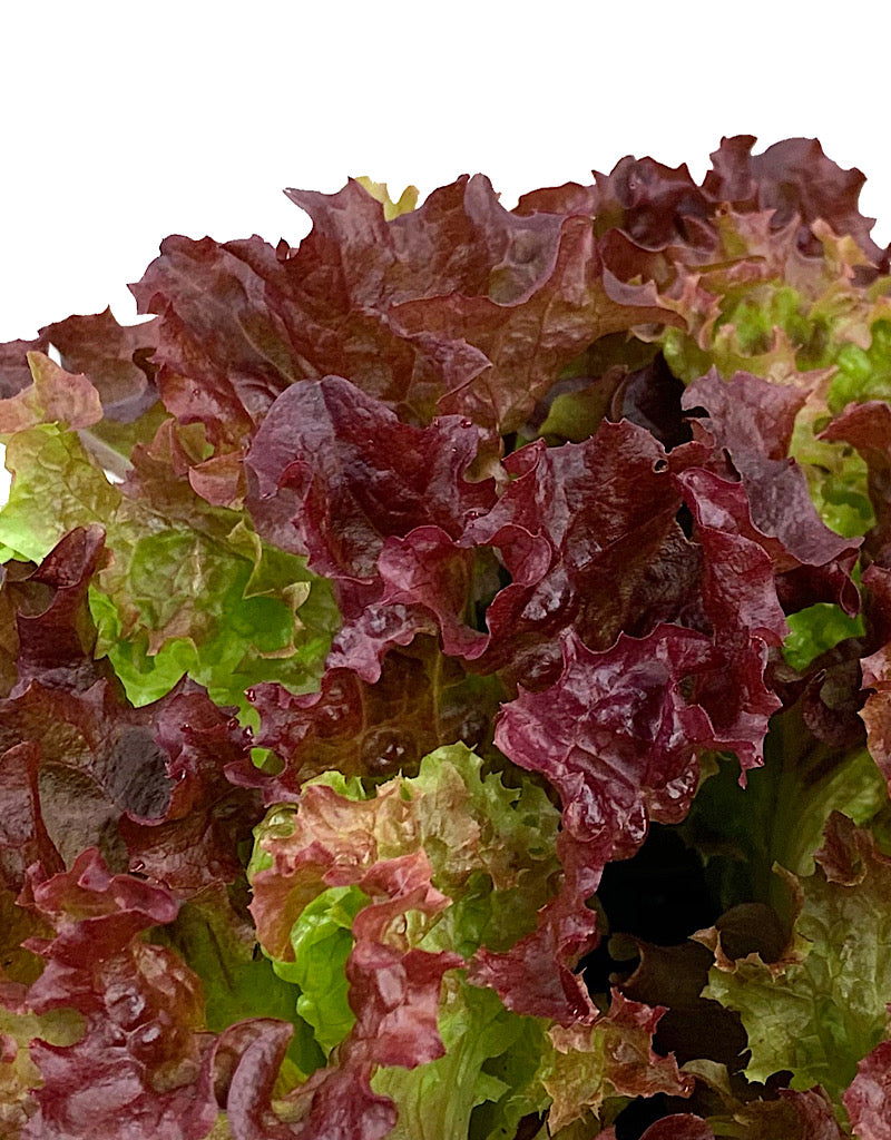 Lettuce 'Lollo Rossa'  Traypack
