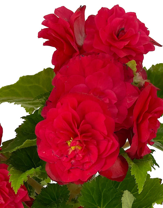 Begonia 'Nonstop Rose Pink'