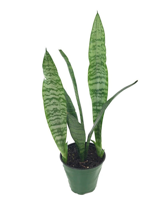 Sansevieria 'Black Coral' - The Garden Corner