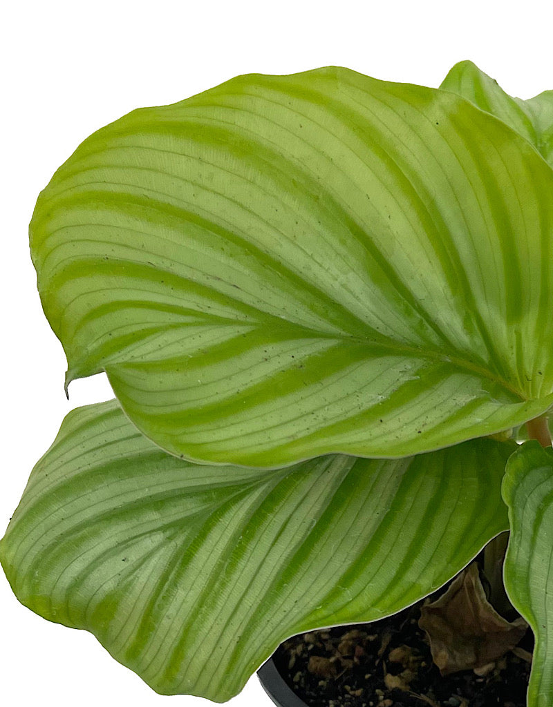 Calathea orbifolia