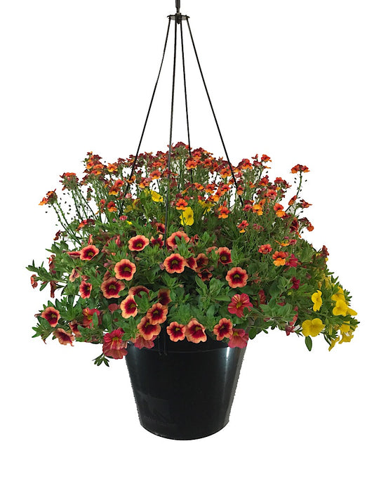 Rebel Basket Combination 4 - Annuals