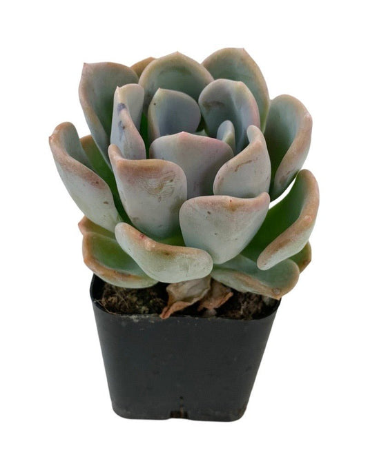 Echeveria elegans 'Rose' - The Garden Corner