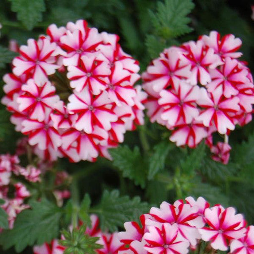 Verbena 'Candy Cane'