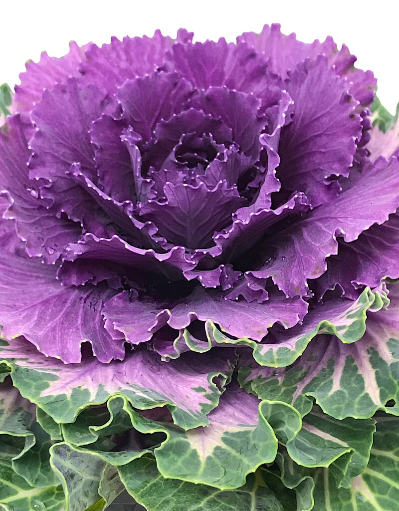 Cabbage 'Pigeon Red'  1 Gallon