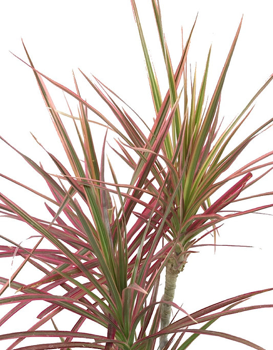 Dracaena marginata 'Colorama' - House Plants
