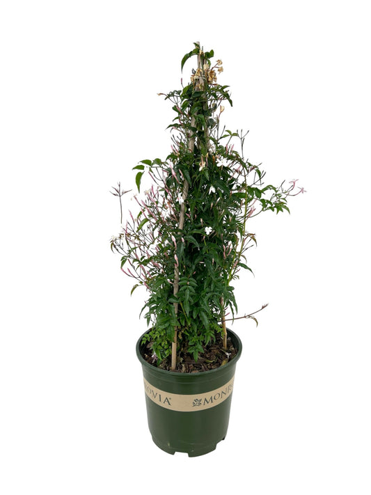 Jasminum polyanthum - The Garden Corner