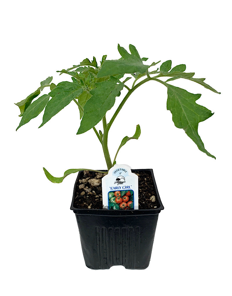 Tomato 'Early Girl'