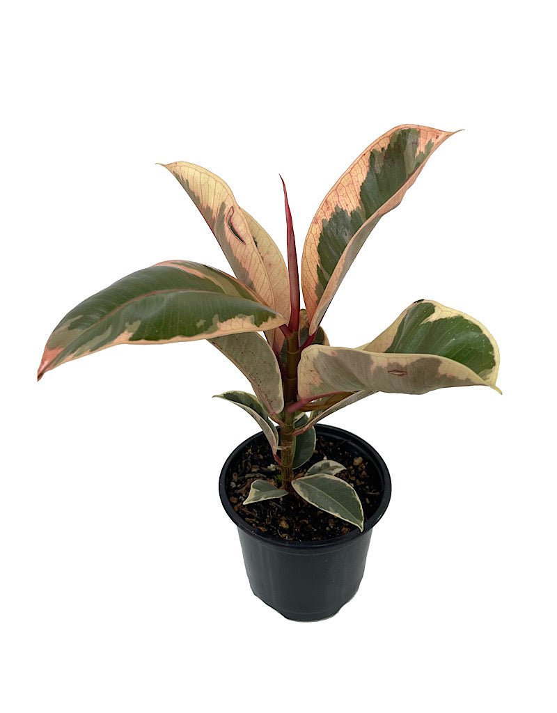 Ficus elastica 'Tineke' - House Plants
