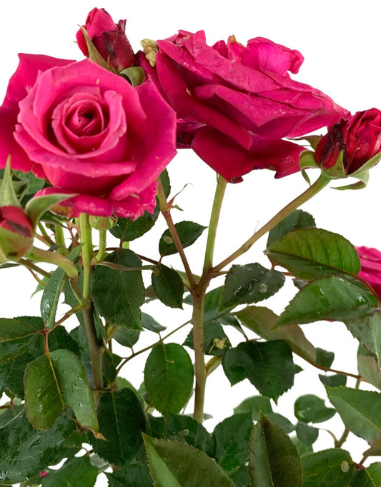 Rosa 'Eau de Parfum Bling'