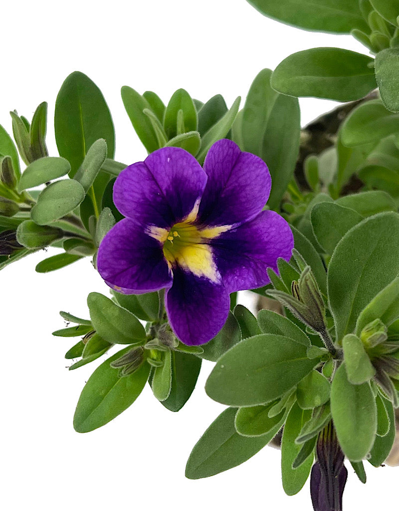 Calibrachoa 'Can Can Bumble Bee Blue'
