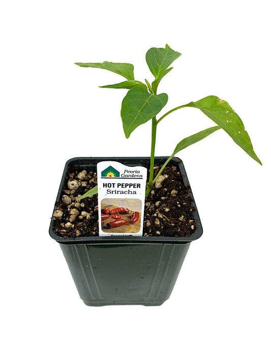 Pepper 'Sriracha' 4 inch - The Garden Corner