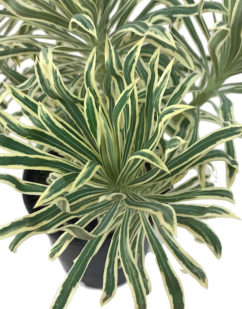 Euphorbia 'Tasmanian Tiger'