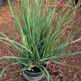 Cortaderia selloana 'Pumila Ivory Feathers' 1 Gallon - The Garden Corner