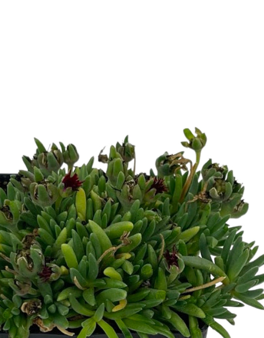 Delosperma 'Jewel of the Desert'