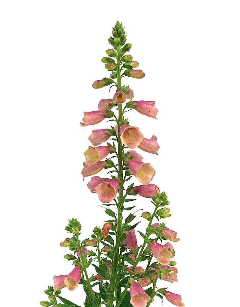 Digitalis 'Arctic Fox Rose' 1 Gallon