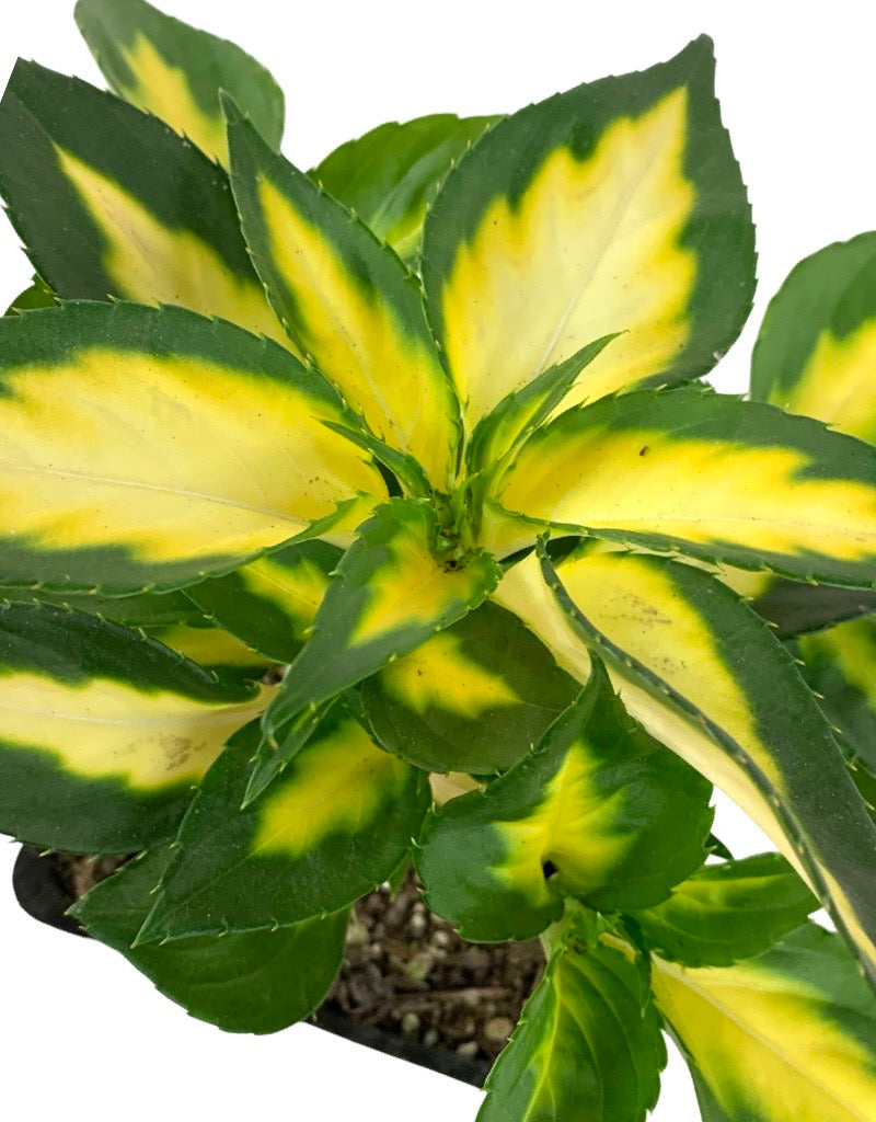 Sunpatiens 'Vigorous Tropical White'