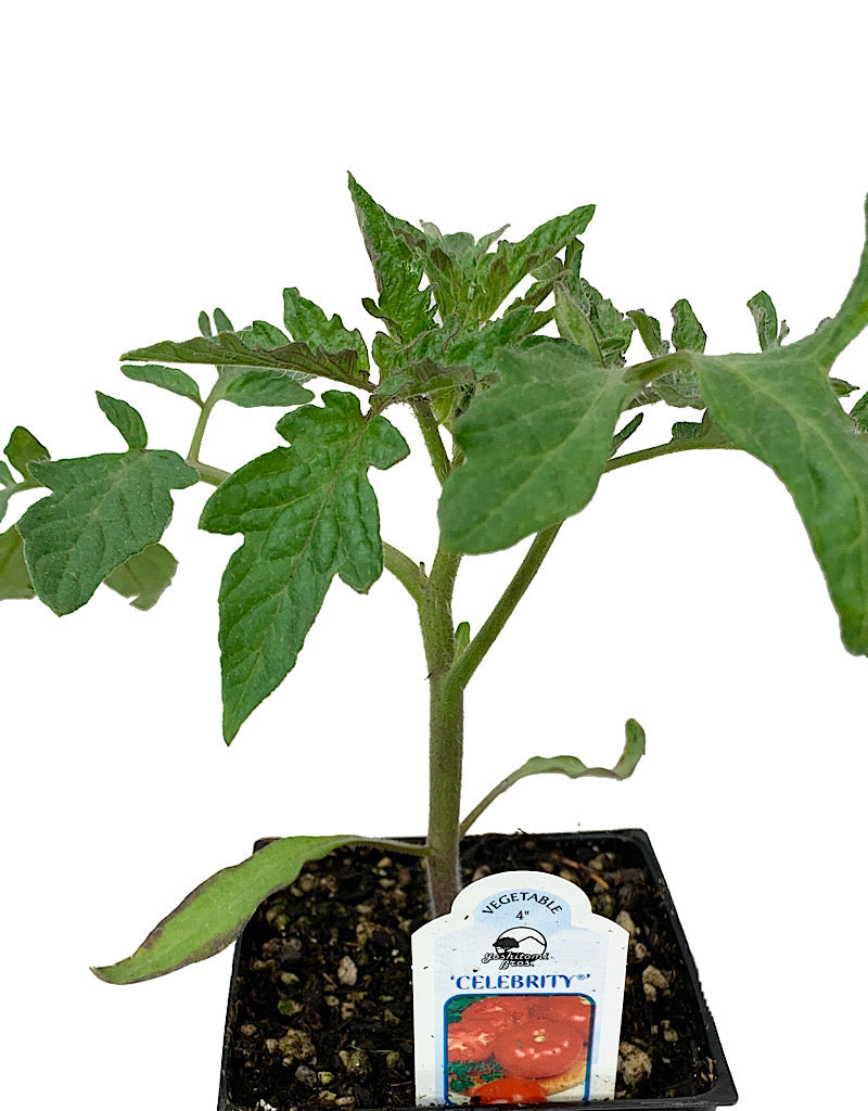 Tomato 'Celebrity'