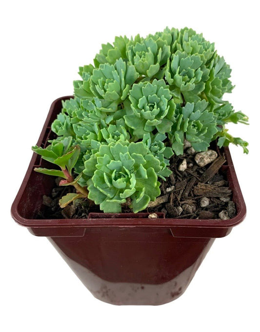 Sedum pachyclados - The Garden Corner