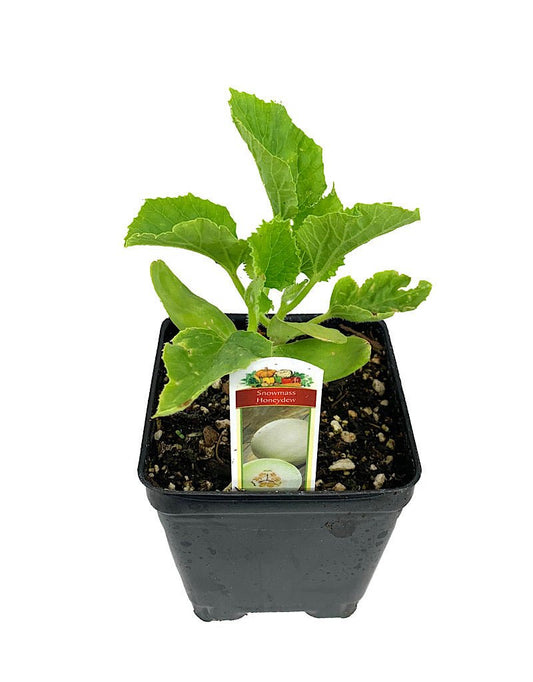 Honeydew 'Snowmass' 4 Inch - The Garden Corner
