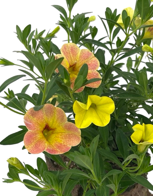 Calibrachoa 'Cha-Cha Diva Apricot'