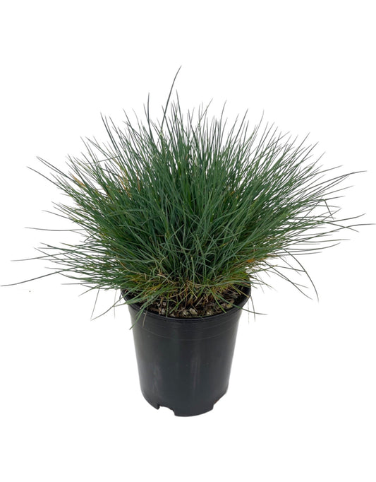 Festuca glauca 'Boulder Blue' 1 Gallon - The Garden Corner