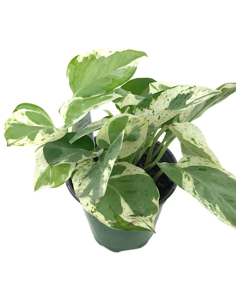 Epipremnum aureum 'Pearls and Jade' - House Plants