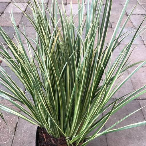 Acorus gramineus 'Variegatus'