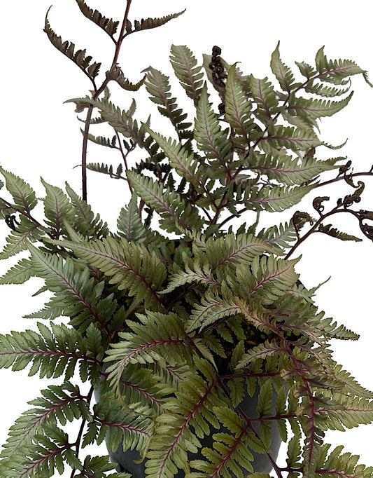 Athyrium niponicum 'Godzilla' 1 Gallon