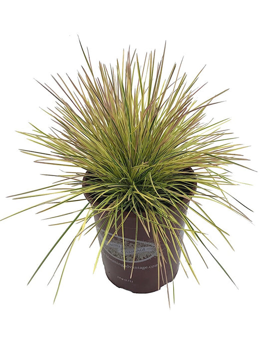 Deschampsia 'Northern Lights'