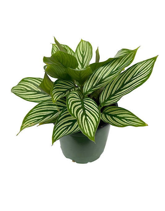 Calathea elliptica 'Vittata'