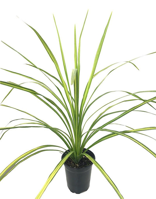 Cordyline 'Dancing Jive' Quart - The Garden Corner