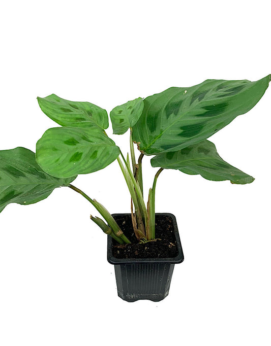 Maranta 'Prayer Plant'