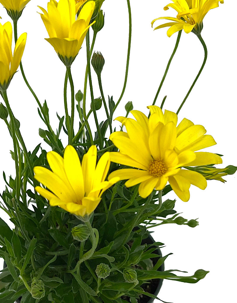 Osteospermum 'Voltage Yellow' 6 Inch