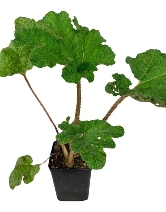 Gunnera tinctoria - The Garden Corner
