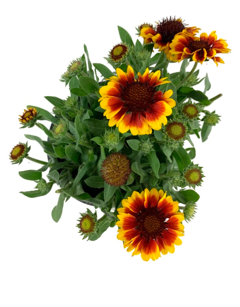 Gaillardia aristata 'Barbican Yellow Red Ring'