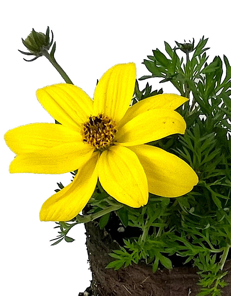 Bidens 'Goldilocks Rocks'