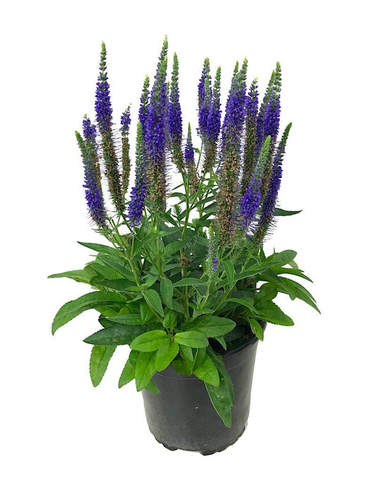 Veronica 'Glory' - 1 gal - The Garden Corner